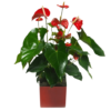 Anthurium Rouge |Plante verte