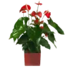 Anthurium Rouge |Plante verte