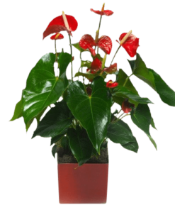 Anthurium Rouge |Plante verte