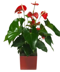 Anthurium Rouge |Plante verte