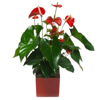 Anthurium Rouge |Plante verte