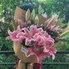 Lys Roses